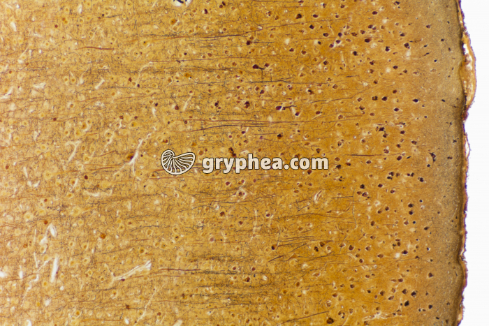 Cerveau de Mammifère montrant les neurones et les fibres nerveuses CJ x140 - gryphea.com